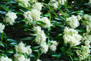 Decumaria sinensis  